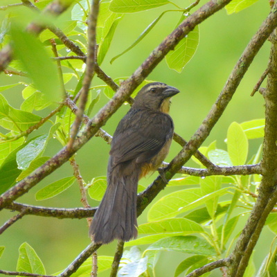 Greyish Saltator